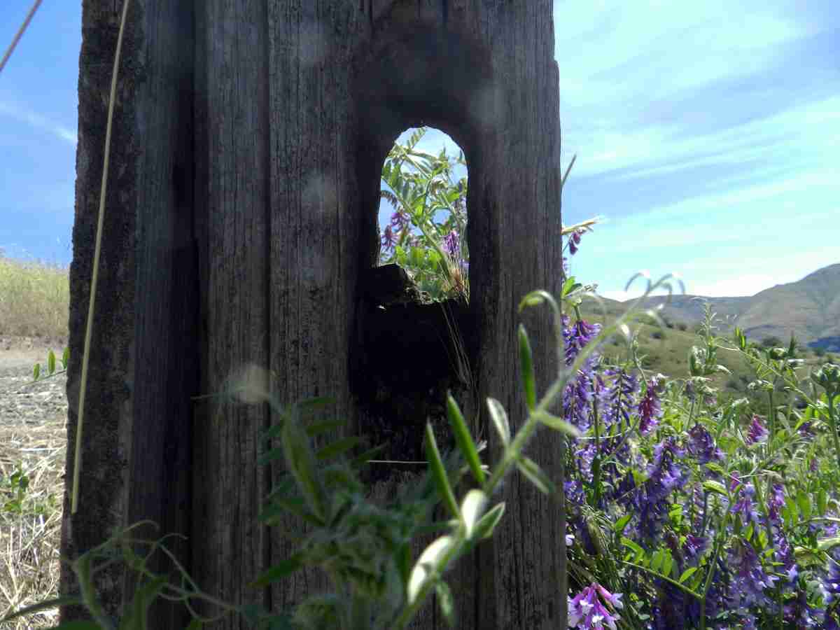 Wood window by Susan Fluegel